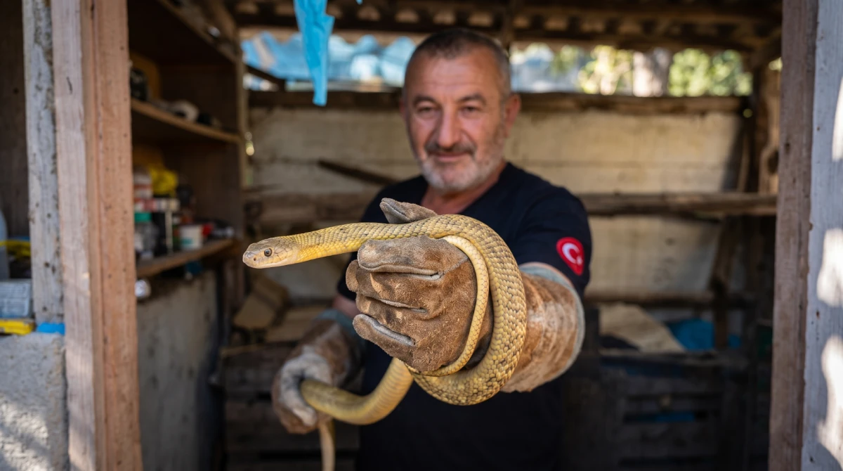 2 METRELİK YILAN G&Ouml;RENLERİ ŞAŞKINA &Ccedil;EVİRDİ