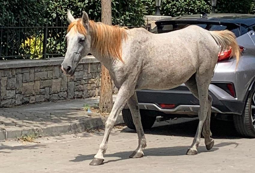 BAŞIBOŞ ATLAR TEPKİ TOPLUYOR