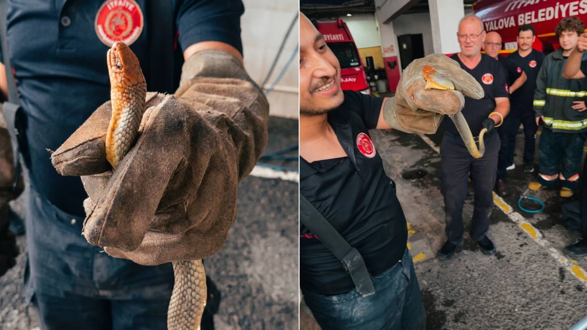 FERİBOTLA GELEN OTOMOBİLDEN YILAN &Ccedil;IKTI