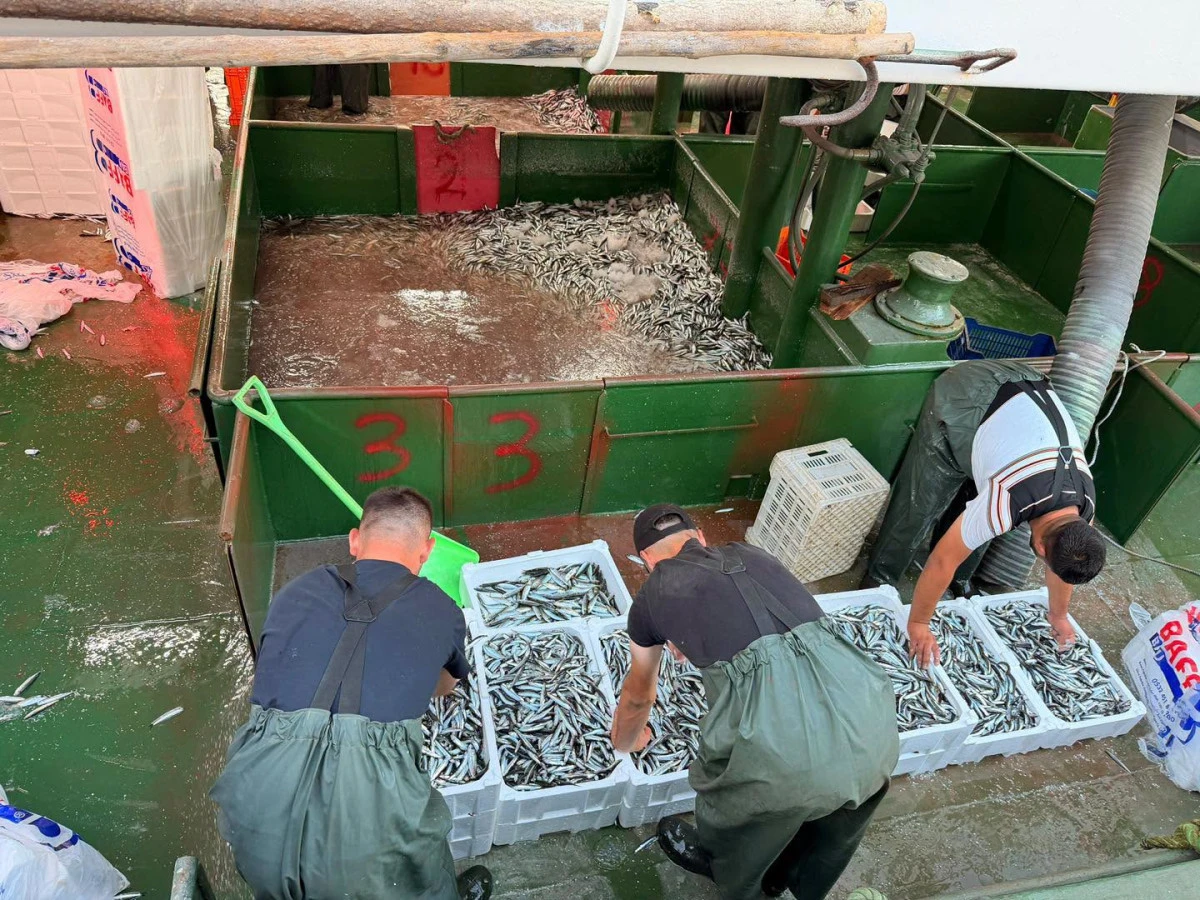 İLK G&Uuml;NDE 70 TON HAMSİ