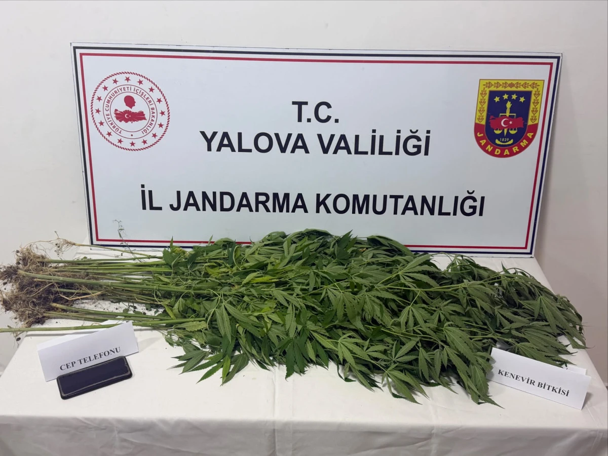 JANDARMADAN UYUŞTURUCU TACİRLERİNE DARBE