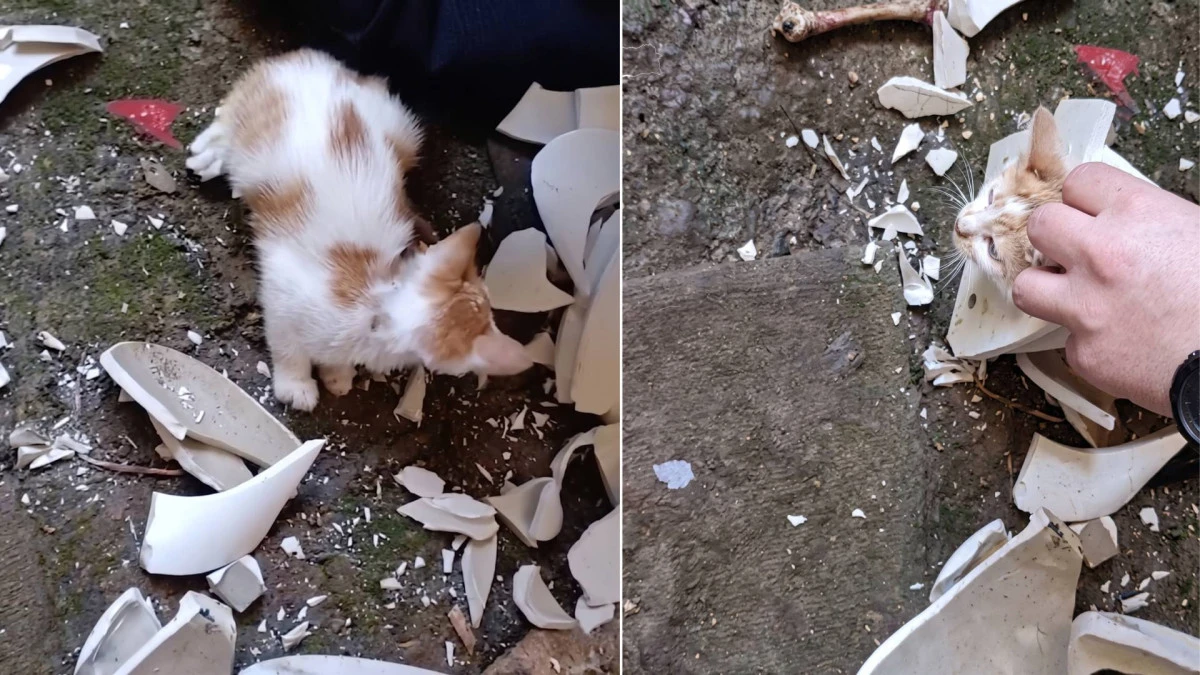LAVABO TEZGAHINA SIKIŞAN KEDİ YAVRUSU KURTARILDI