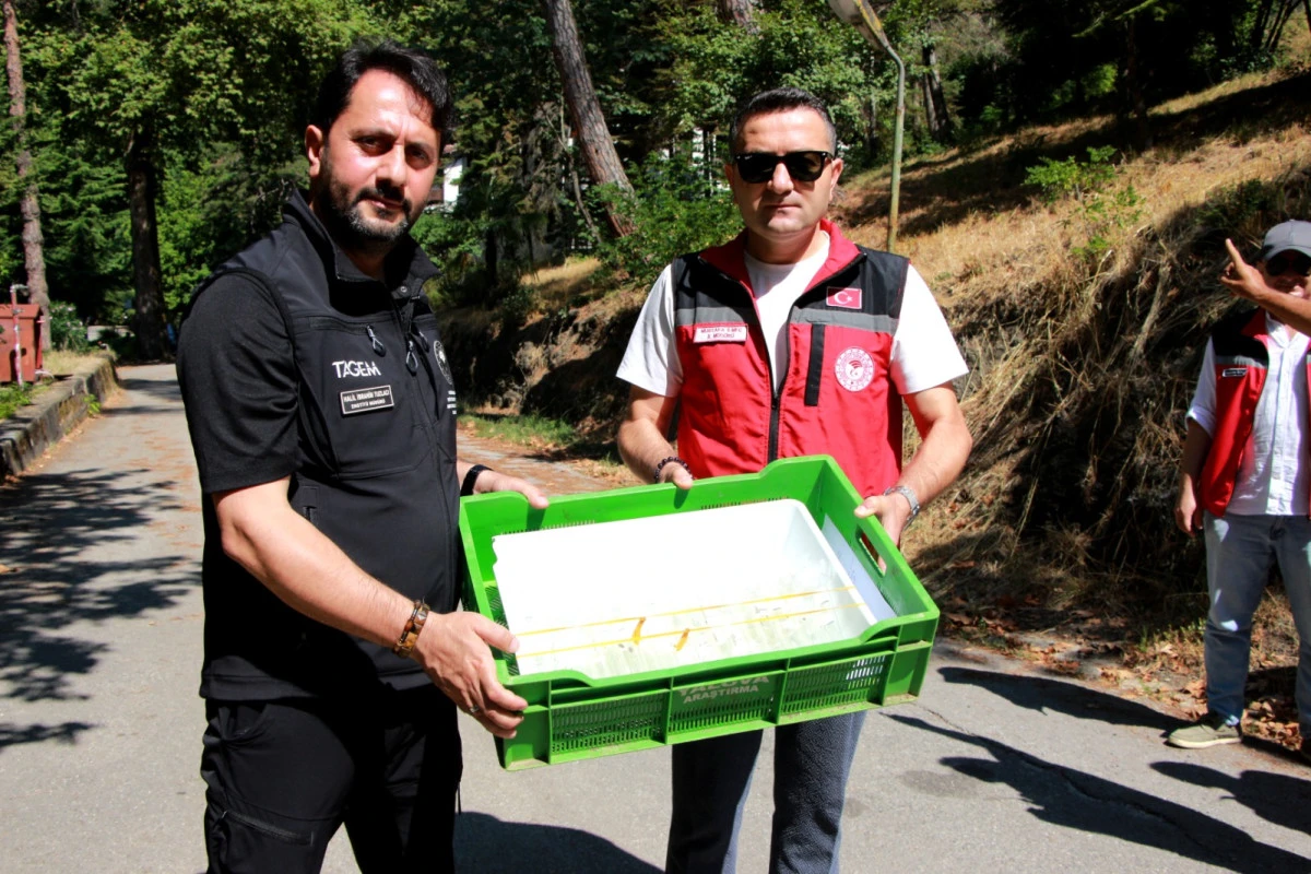 SAMURAY ARILAR DOĞAYA SALINDI