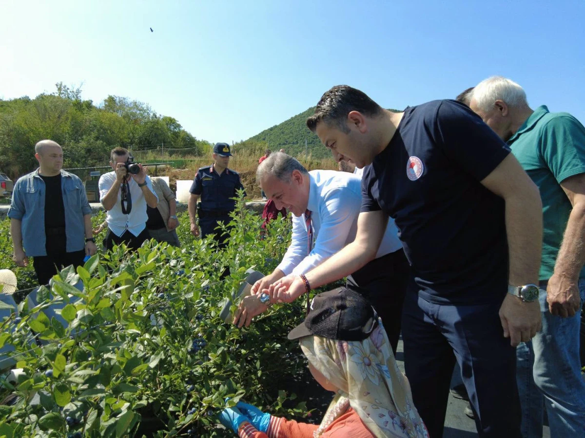 YALOVA&rsquo;DA YILIN İLK YABAN MERSİNİ HASADI GER&Ccedil;EKLEŞTİRİLDİ