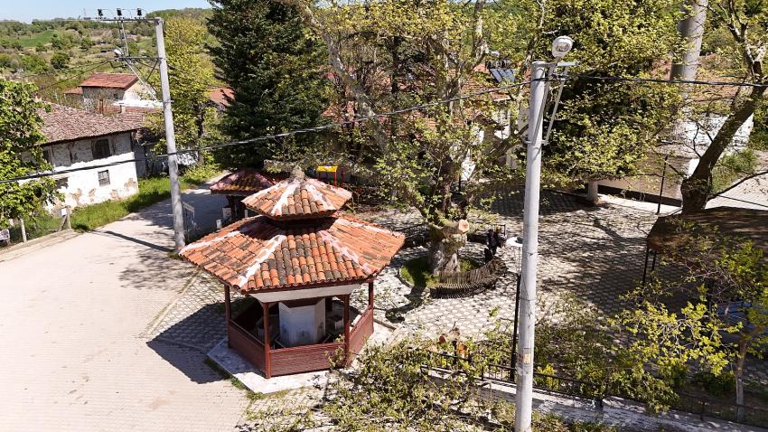 ANIT AĞAÇLARIN BAKIMI TAMAMLANDI