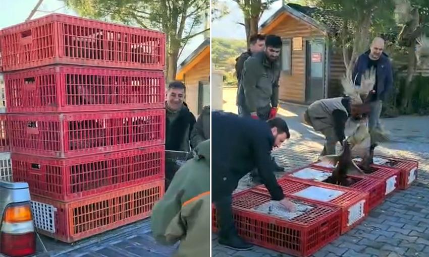 ESENKÖY'DE DOĞAYA SÜLÜN BIRAKILDI