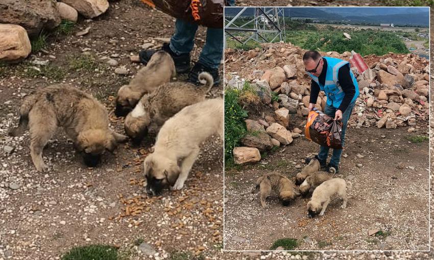 “ÖZEL İDARE’DEN HASSA’DA SOKAK HAYVANLARINA MAMA DESTEĞİ”