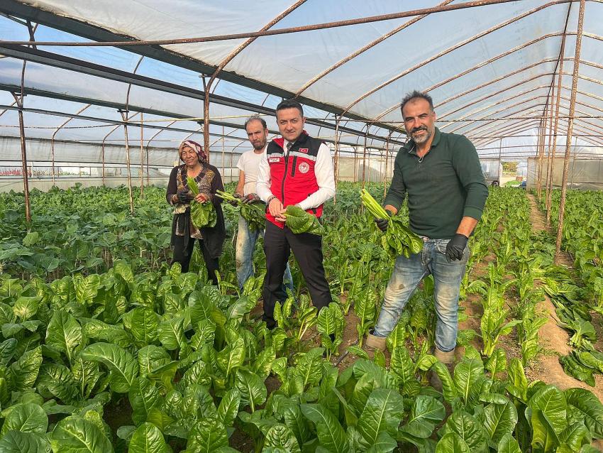 İLMEÇ PAZI HASADINA KATILDI