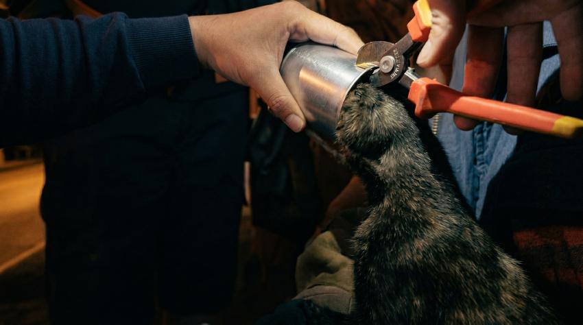 KAFASI MAMA KUTUSUNA SIKIŞAN KEDİYİ İTFAİYECİLER KURTARDI