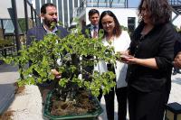 TÜRKİYE'NİN MEYVE VEREN İLK DUT BONSAİSİNİN HASADINI VALİ KAYA YAPTI