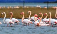FLAMİNGOLAR İLGİ ODAĞI OLUYOR