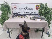 JANDARMADAN UYUŞTURUCU OPERASYONU