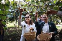 KİVİ HASADI’NA TÖRENLE BAŞLANDI