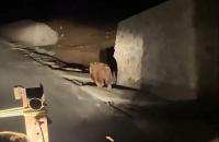 NATO YOLUNDA TRAKTÖR SÜRÜCÜSÜNÜN ÖNÜNE AYI ÇIKTI