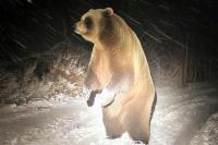 OFF-ROAD EKİBİ AYIYLA BURUN BURUNA GELDİ