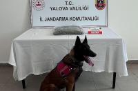 OPERASYONDA 1,5 KİLOGRAM SKUNK ELE GEÇİRİLDİ