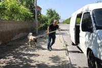SOKAK KÖPEKLERİ İÇİN 10 GÜNLÜK SÜRE BAŞLADI