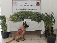YALOVA'DA 199 KÖK KENEVİR ELE GEÇİRİLDİ