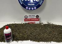YALOVA’DA 2 KİLOYA YAKIN BONZAİ ELE GEÇİRİLDİ