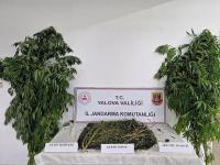YALOVA'DA UYUŞTURUCU OPERASYONU