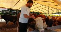 YALOVA’YA HAYVAN PAZARLARINI KAPATIN TALİMATI