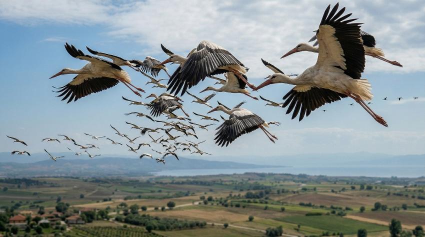 LEYLEKLER YALOVA SEMALARINI RENKLENDİRDİ