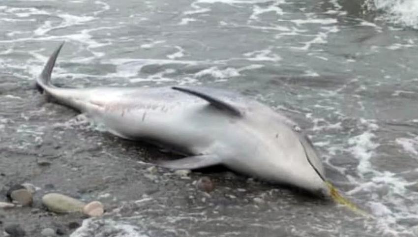 ÖLÜ YUNUS ALTINOVA'DA SAHİLE VURDU