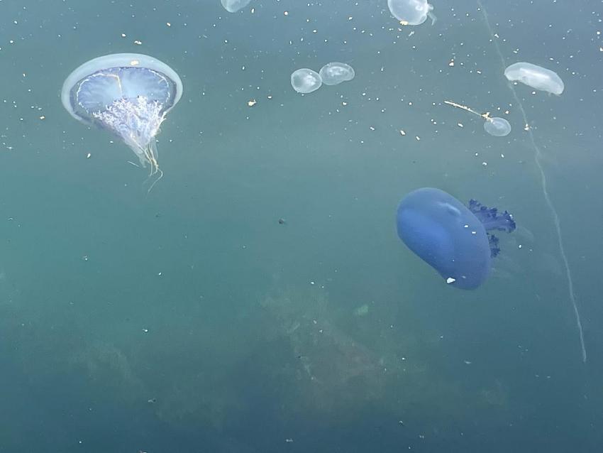 PUSULA DENİZANASI YALOVA SAHİLLERİNDE GÖRÜLDÜ