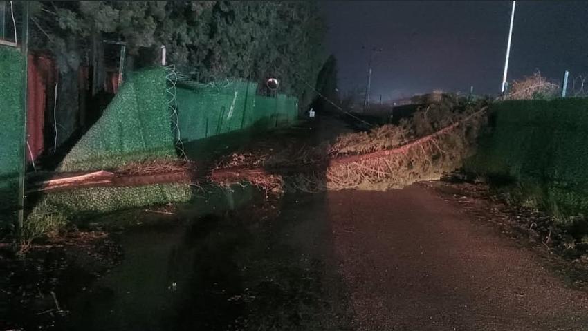 ŞİDDETLİ LODOS AĞACI DEVİRDİ