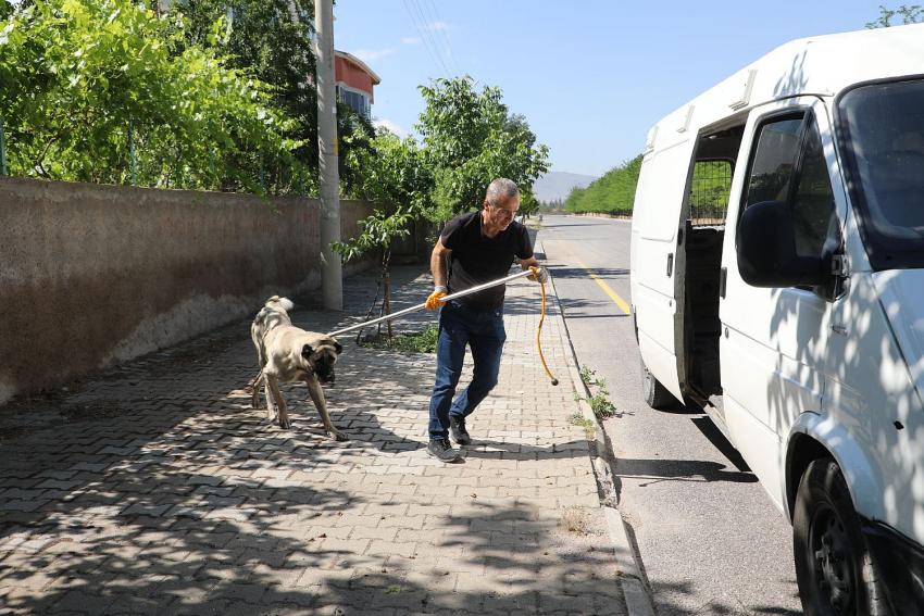 SOKAK KÖPEKLERİ İÇİN 10 GÜNLÜK SÜRE BAŞLADI