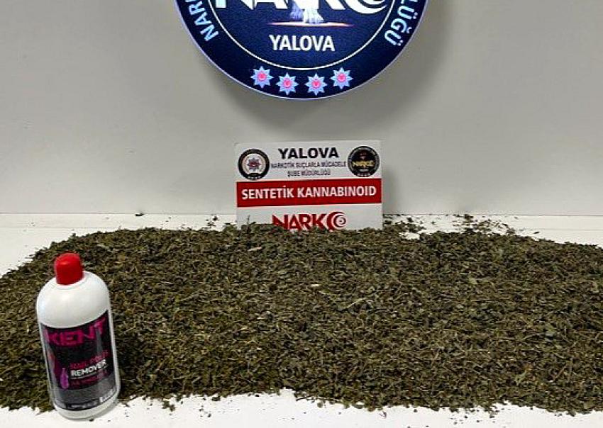 YALOVA’DA 2 KİLOYA YAKIN BONZAİ ELE GEÇİRİLDİ