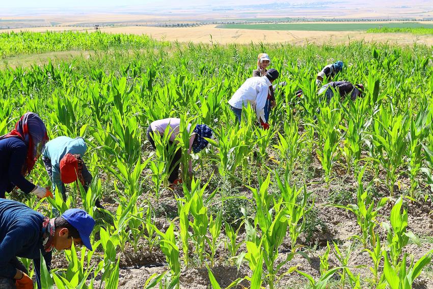 YALOVA'DA TARIMDA YENİ DÖNEM BAŞLADI