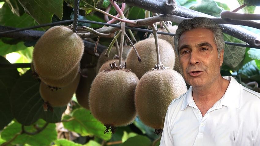YALOVA KİVİSİ BU YIL ÜRETİCİSİNİN YÜZÜNÜ GÜLDÜRECEK