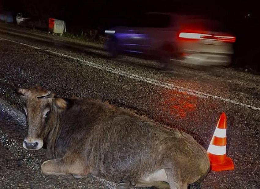 YOLA FIRLAYAN BÜYÜKBAŞ HAYVAN KAZAYA NEDEN OLDU